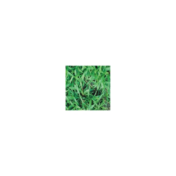 Carpetgrass Seeds Coated 2 Lbs (Carpet Grass Seed)
