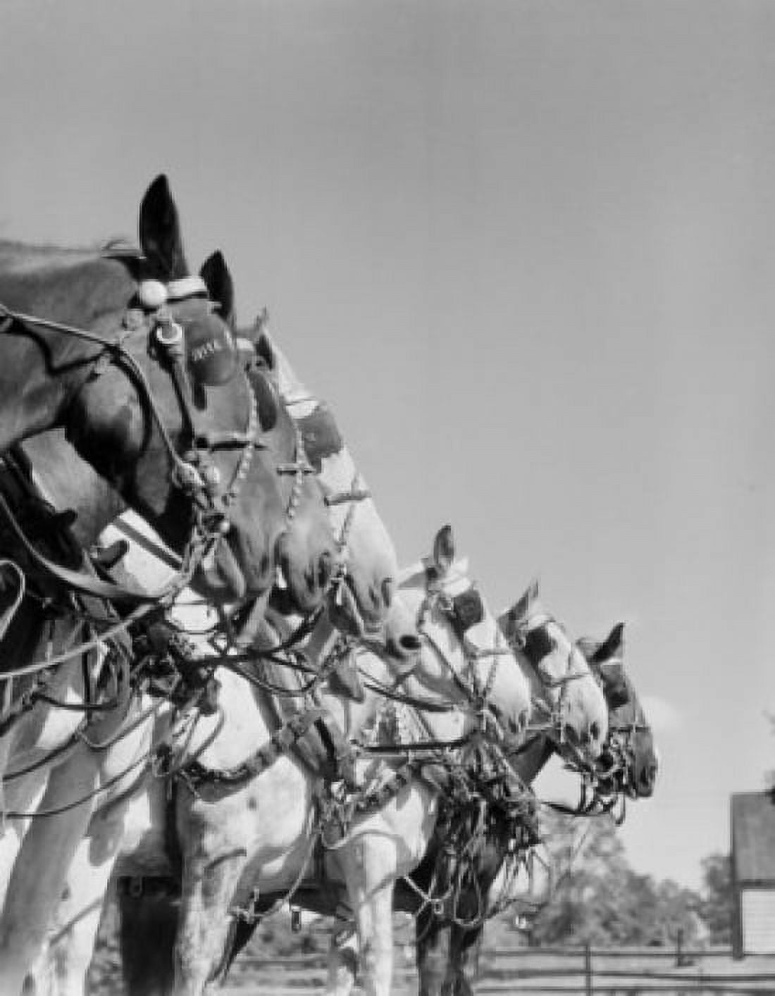 Carriage horses standing in line Canvas Art - (24 x 36)