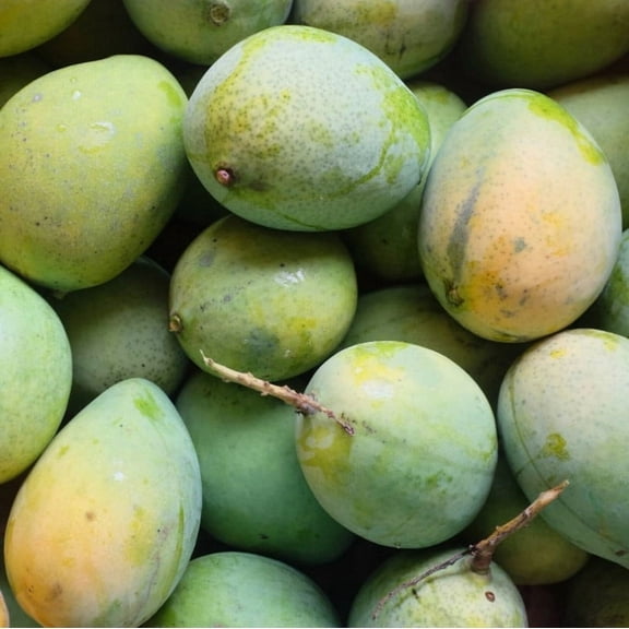 Carrie Mango Tree Live Plant 14-18" Tall in Pot - Sweet Mango Tree - Grafted Mango Tree - Tropical Fruit Tree - Outdoor Garden