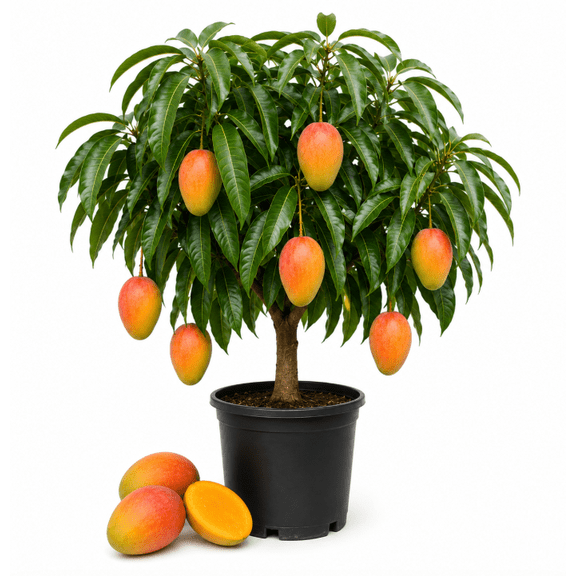 Carrie Mango Tree Live Plant 8-10 Inch Tall, Premium Tropical Mango Fruit Tree Seedling for Outdoor Garden, Patio and Containers