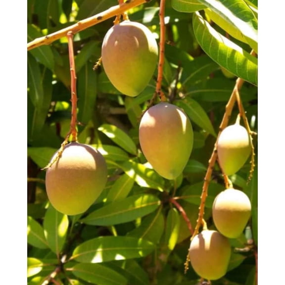 Carrie Yellow Mango Live Plant - 8-12in Tall - Mangifera indica - Compact Tropical Fruit Tree for Containers, Patios & Home Gardens
