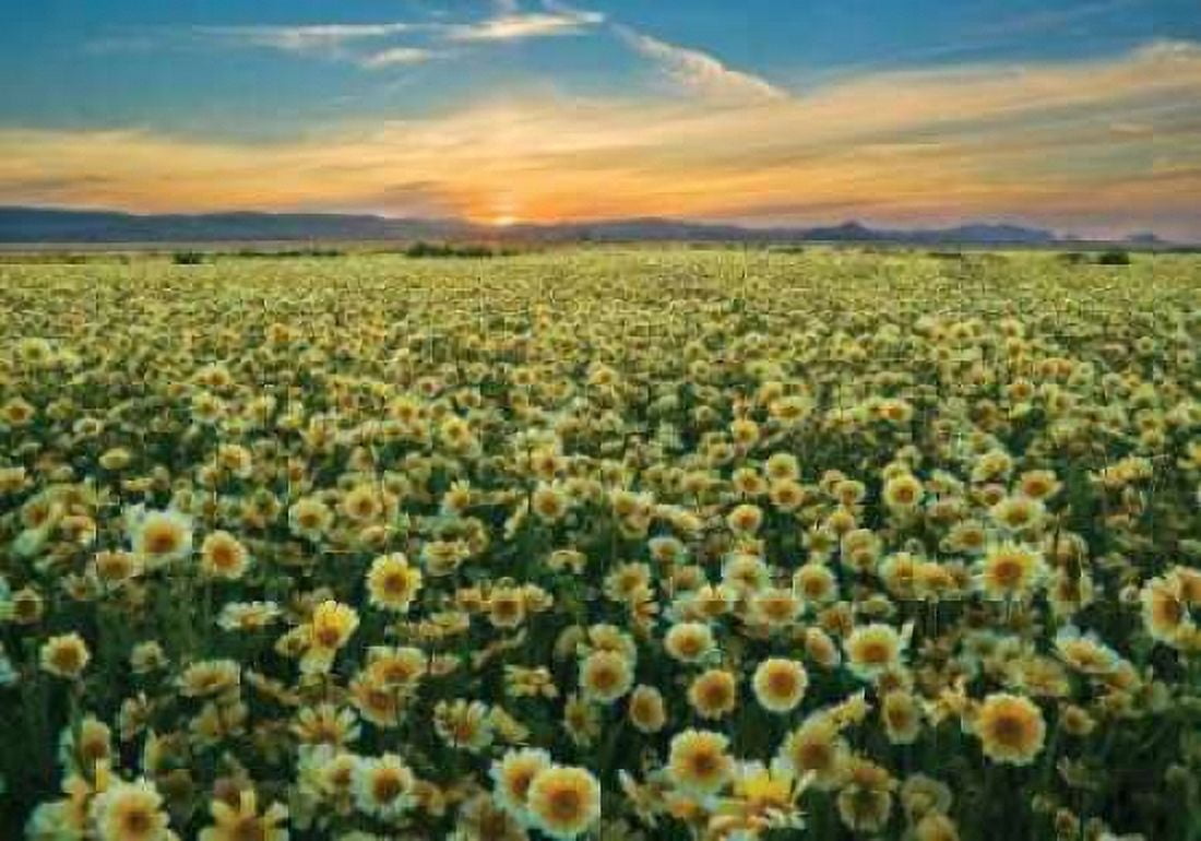 Carrizo II Canvas Art - Mark Geistweite (20 x 28)