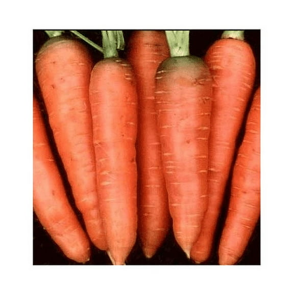 Carrot Chantenay Red Core Great Heirloom Vegetable By Seed Kingdom 1/4 Lb Seeds