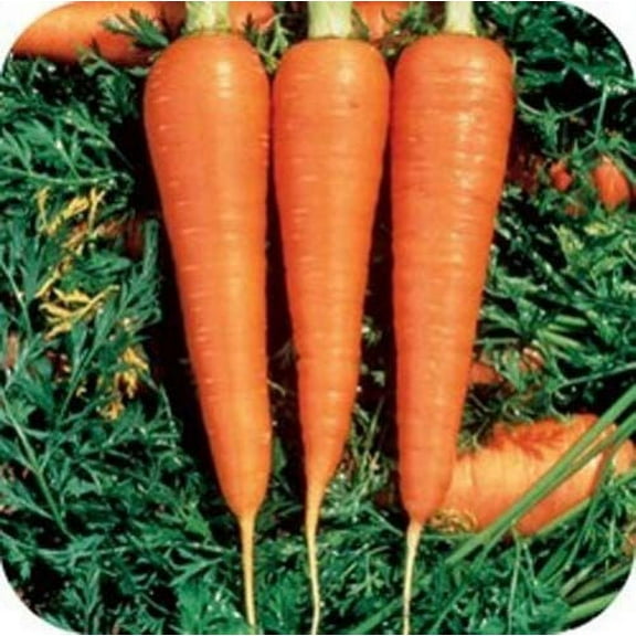 Carrot Danvers 126 Great Heirloom Vegetable by Seed Kingdom 1 Lb Seeds