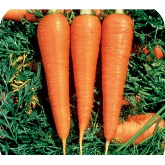Carrot Danvers 126 Great Heirloom Vegetable by Seed Kingdom 50,000 Seeds