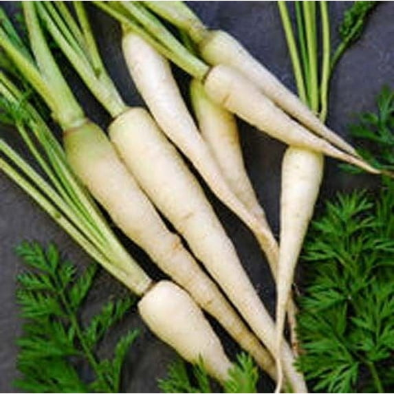 Carrot Lunar White Great Heirloom Vegetable by Seed Kingdom 1/4 Lb Seeds