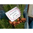 thumbnail image 1 of Carrot Paris Great Heirloom Vegetable By Seed Kingdom BULK 20,000 Seeds, 1 of 1