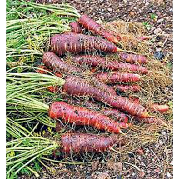 Carrot Seed , Purple Haze, Hybrid, 100+ Seeds, Unusual Delicious and Sweet