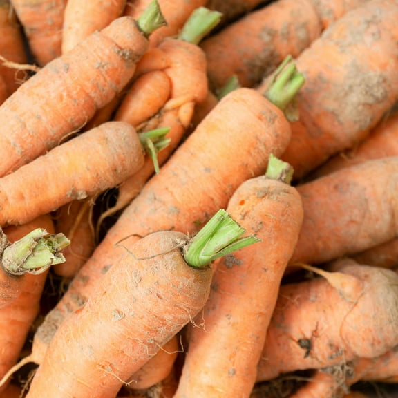 Carrot Seeds - Autumn King / Flakkee - 4 Oz ~80,000 Seeds - Daucus carota var. sativus - Farm & Garden Vegetable Seeds - Non-GMO, Heirloom, Open Pollinated, Annual