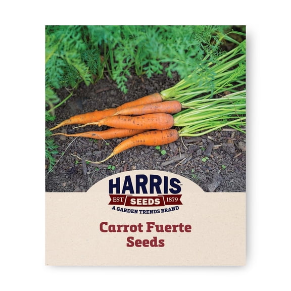 Harris Seeds Fuerte F1 Nantes Carrot, Uniform Orange Roots for Garden and Fresh Harvests, 50 Count