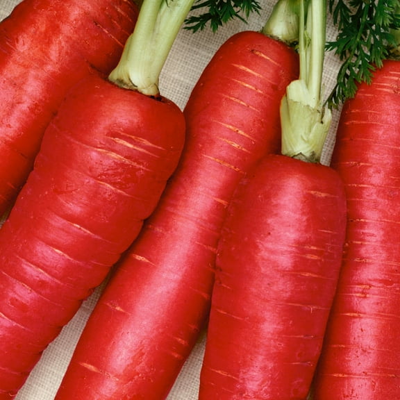 Carrot Seeds - Scarlet Red - 1 g Packet ~600 Seeds - Non-GMO, Heirloom - Asian Garden Vegetable