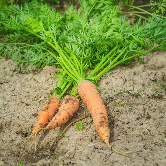 Carrot Seeds - Shin Kuroda 5" - 0.25 Oz ~5,000 Seeds - Daucus carota var. sativus - Farm & Garden Vegetable Seeds - Non-GMO, Heirloom, Open Pollinated, Annual