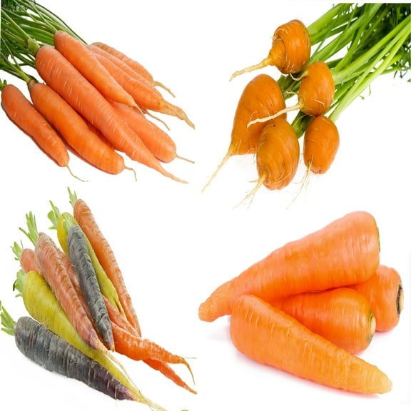 Carrot Seeds Variety Pack 4 Heirloom Varieties: Tendersweet, Danvers 126, Parisian, Rainbow Non-GMO, Easy to Grow Vegetable Seeds for Garden or Containers