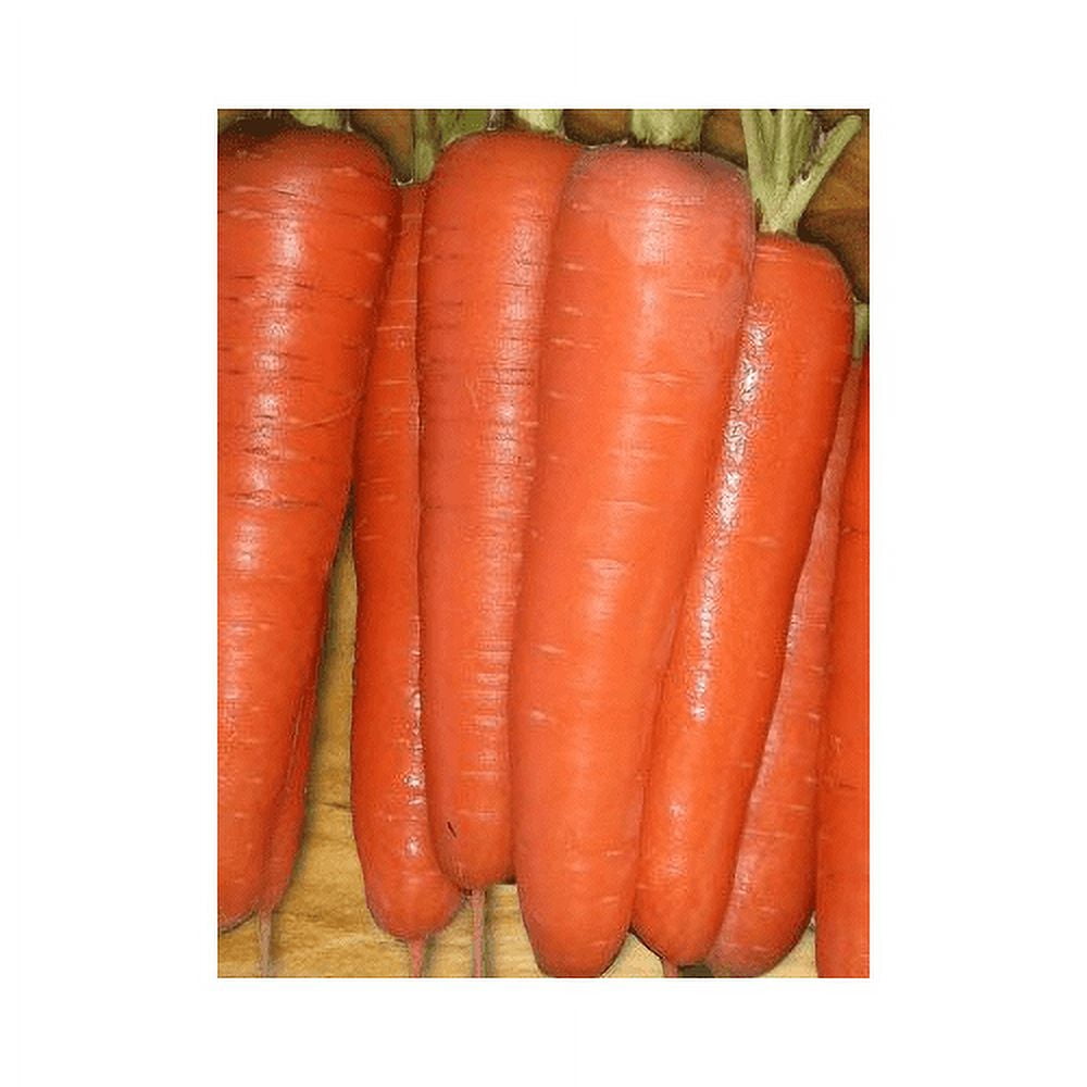 Carrot Tendersweet Great Heirloom Vegetable by Seed Kingdom BULK 1 Lb Seeds