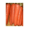 thumbnail image 1 of Carrot Tendersweet Great Heirloom Vegetable by Seed Kingdom BULK 1 Lb Seeds, 1 of 1