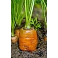 thumbnail image 1 of Carrots, Danvers 126, Heirloom, Grown 200 Seeds, Tasty, Country Creek Acres Brand, 1 of 1