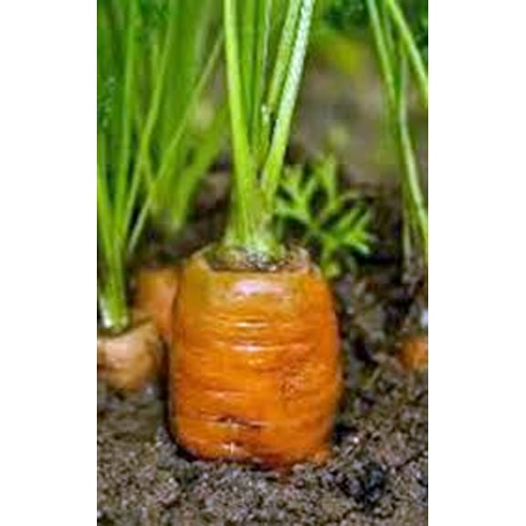 Carrots, Danvers 126, Heirloom, Grown 200 Seeds, Tasty, Country Creek Acres Brand