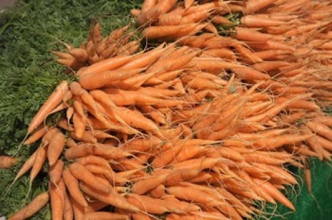 Carrots England Canvas Art - Paul Thompson DanitaDelimont (35 x 23)