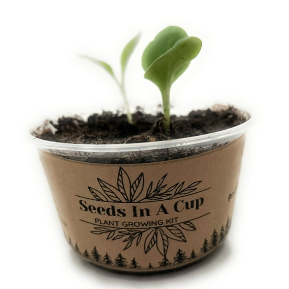 Carrots | Vegetable Seed | Plant Starter Grow Kit| Seeds In A Cup®