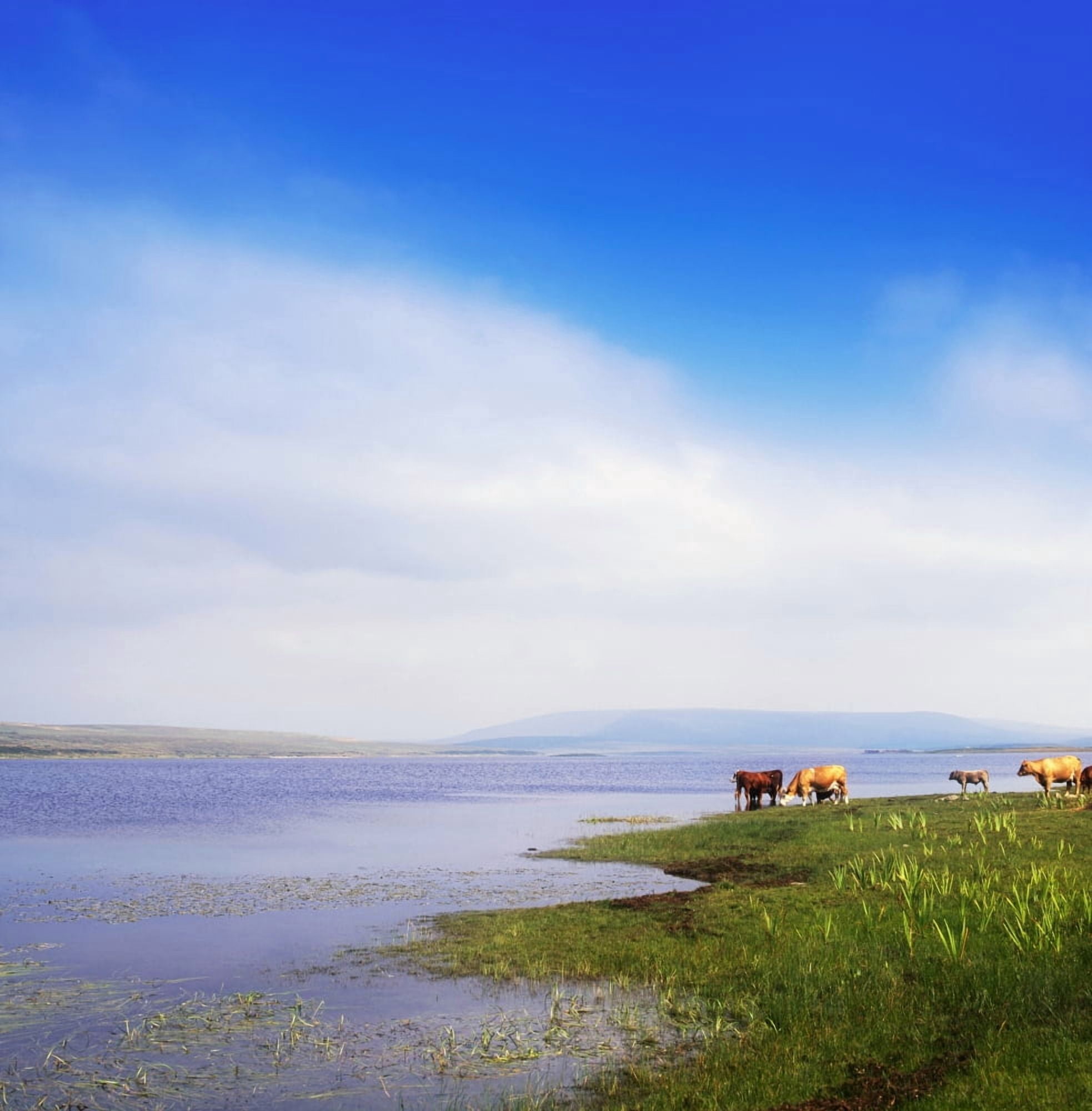 Carrowmore Lake Co Mayo Ireland Cattle At The Edge Of A Lake Canvas Art - The Irish Image Collection Design Pics (15 x 15)