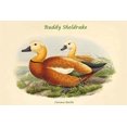 thumbnail image 1 of Carsaca Rutila - Ruddy Sheldrake-Fine Art Canvas Print (20" x 30"), 1 of 1