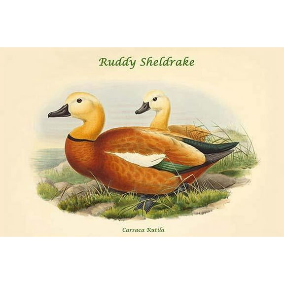Carsaca Rutila - Ruddy Sheldrake-Fine Art Canvas Print (20" x 30")