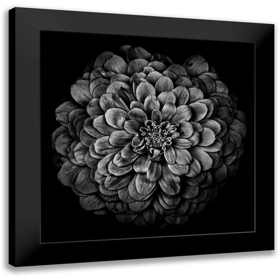 Carson, Brian 12x12 Black Modern Framed Museum Art Print Titled - Black and White Chrysanthemum