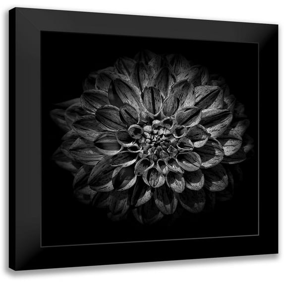 Carson, Brian 12x12 Black Modern Framed Museum Art Print Titled - Black and White Dahlia