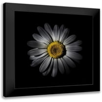Carson, Brian 12x12 Black Modern Framed Museum Art Print Titled - White Daisy IV