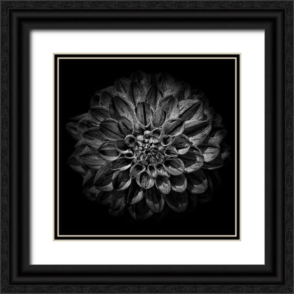 Carson, Brian 12x12 Black Ornate Wood Framed with Double Matting Museum Art Print Titled - Black and White Dahlia