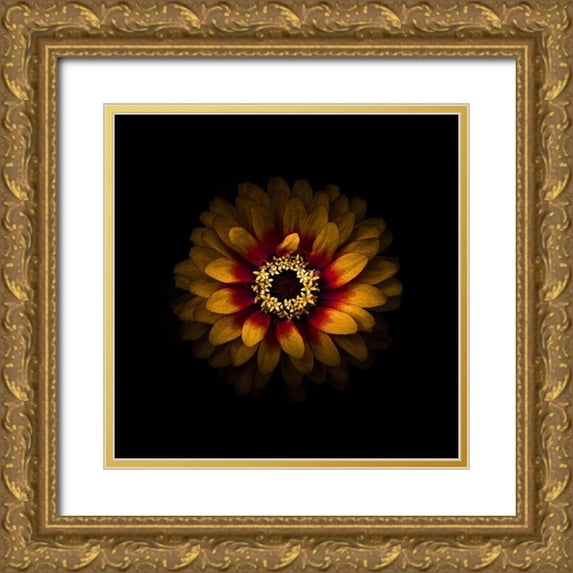 Carson, Brian 12x12 Gold Ornate Wood Framed with Double Matting Museum Art Print Titled - Yellow and Red Zinnia