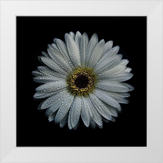 Carson, Brian 12x12 White Modern Wood Framed Museum Art Print Titled - White Gerber Daisy