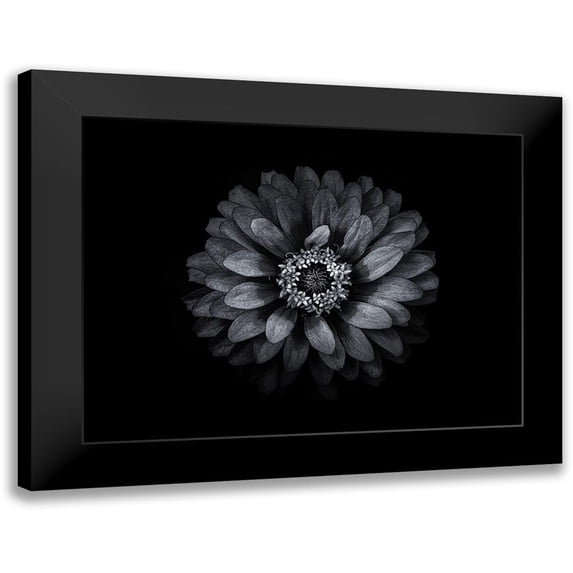 Carson, Brian 14x12 Black Modern Framed Museum Art Print Titled - Backyard Flowers Black and White 69