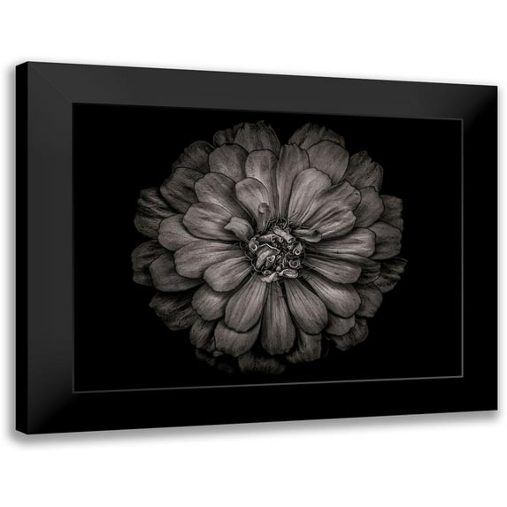 Carson, Brian 14x12 Black Modern Framed Museum Art Print Titled - Backyard Flowers Black and White 86