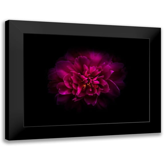 Carson, Brian 14x12 Black Modern Framed Museum Art Print Titled - Backyard Flowers Purple 55