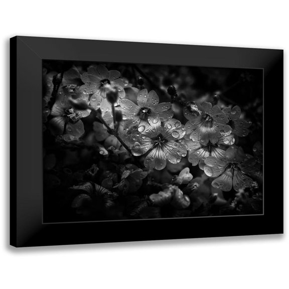 Carson, Brian 14x12 Black Modern Framed Museum Art Print Titled - Black And White Petunia
