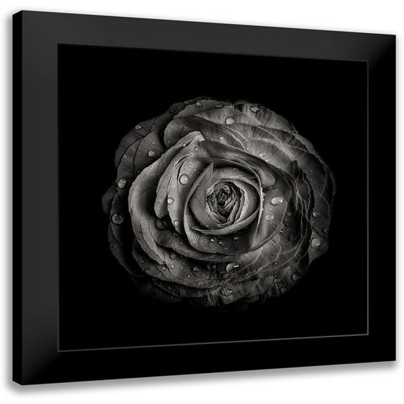 Carson, Brian 15x15 Black Modern Framed Museum Art Print Titled - Black And White Begonia IV