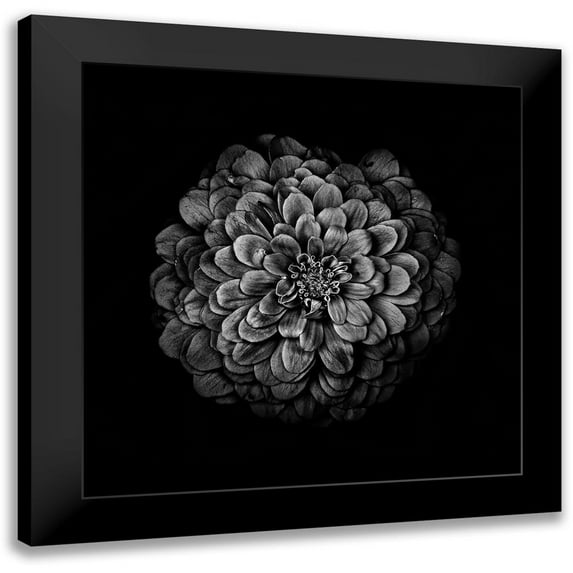 Carson, Brian 15x15 Black Modern Framed Museum Art Print Titled - Black And White Zinnia IV