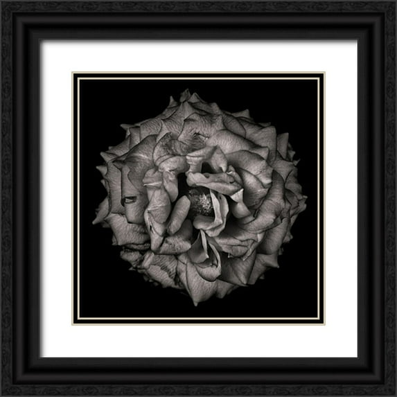 Carson, Brian 15x15 Black Ornate Wood Framed with Double Matting Museum Art Print Titled - Black and White Flower