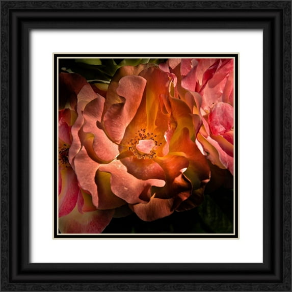 Carson, Brian 15x15 Black Ornate Wood Framed with Double Matting Museum Art Print Titled - Pink Camelia