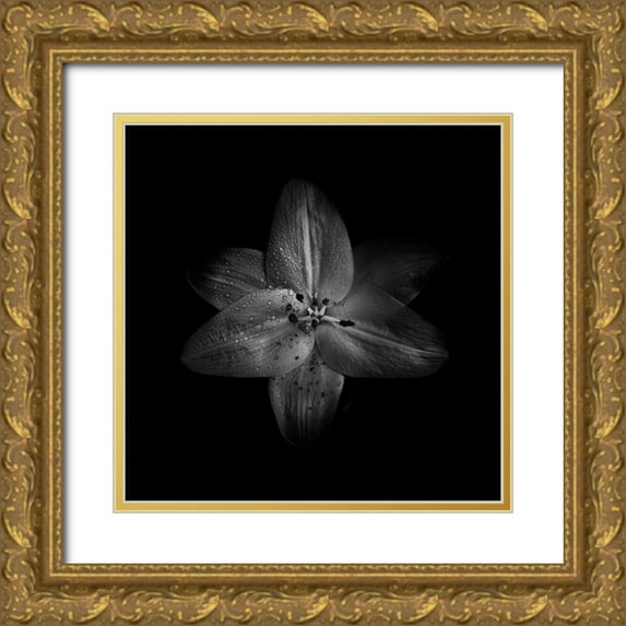 Carson, Brian 15x15 Gold Ornate Wood Framed with Double Matting Museum Art Print Titled - Black And White Lily