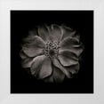 thumbnail image 1 of Carson, Brian 15x15 White Modern Wood Framed Museum Art Print Titled - Black And White Primrose, 1 of 4