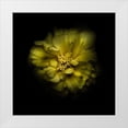 thumbnail image 1 of Carson, Brian 15x15 White Modern Wood Framed Museum Art Print Titled - Double Yellow Camelia, 1 of 4