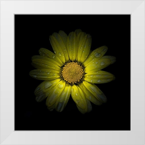 Carson, Brian 15x15 White Modern Wood Framed Museum Art Print Titled - Yellow Daisy II