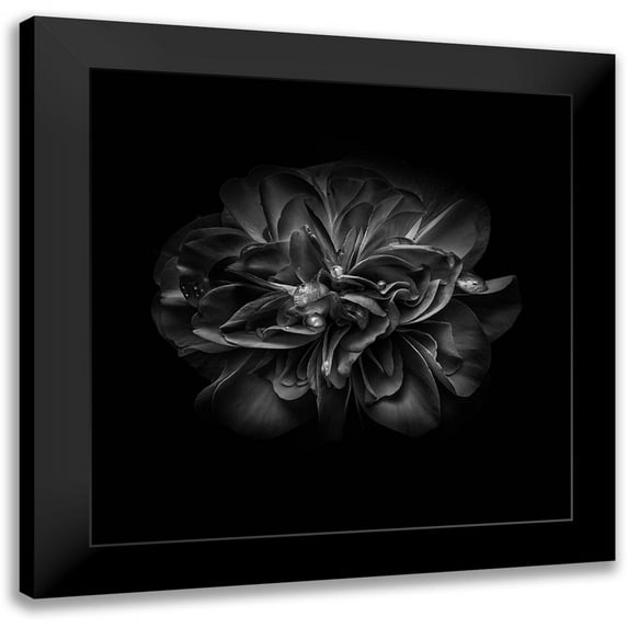 Carson, Brian 20x20 Black Modern Framed Museum Art Print Titled - Black And White Camelia V