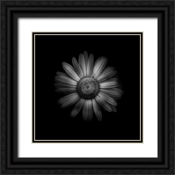 Carson, Brian 20x20 Black Ornate Wood Framed with Double Matting Museum Art Print Titled - Black And White Daisy 1