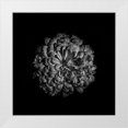 thumbnail image 1 of Carson, Brian 20x20 White Modern Wood Framed Museum Art Print Titled - Black And White Zinnia III, 1 of 4