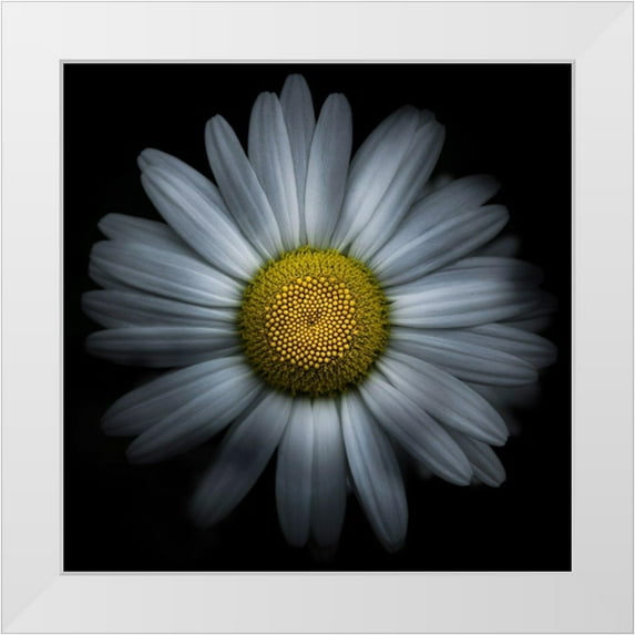 Carson, Brian 20x20 White Modern Wood Framed Museum Art Print Titled - Daisy