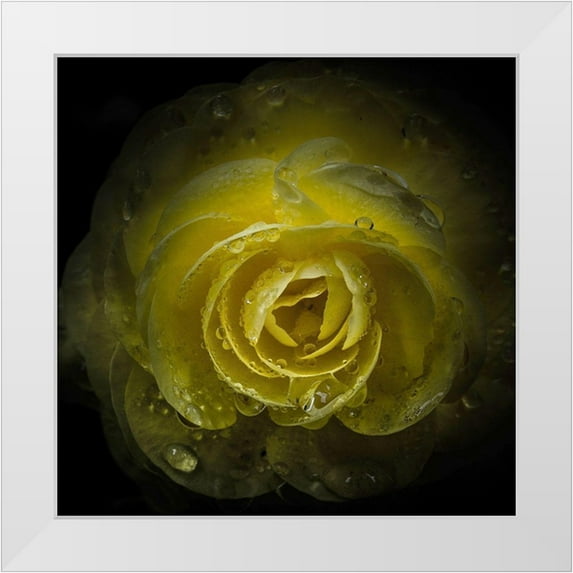 Carson, Brian 20x20 White Modern Wood Framed Museum Art Print Titled - Yellow Rose with Water Droplets