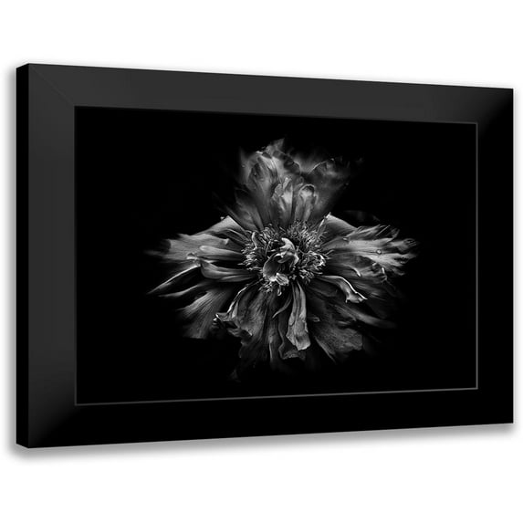 Carson, Brian 24x19 Black Modern Framed Museum Art Print Titled - Backyard Flowers Black and White 49